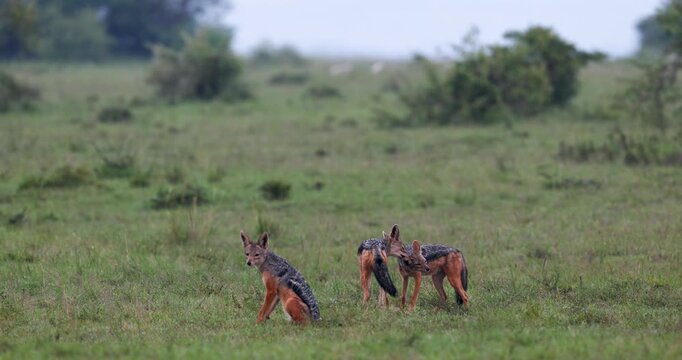 A pack of Jackals interacting in the grassland of Masai Mara in Africa