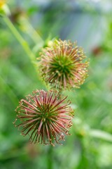 Fruit of wood avens (geum urbanum) plant, detail with bokeh, vertical