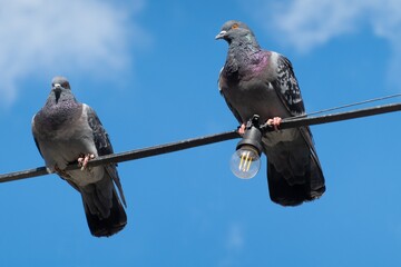 Two pigeons (columba livia domestica) sitting on wire with light bulb