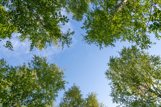 Baumkronen von unten in einem finnischen Birkenwald