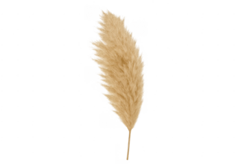 Pampas grass dried flower plume beige background