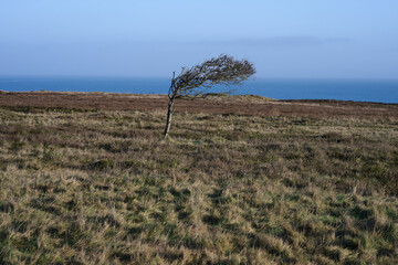 Heidelandschaft im Winter an der Nordseek&uuml;ste.