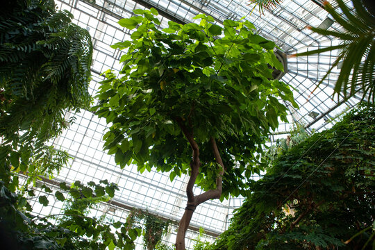 Berlin Botanical Garden: Stunning greenhouses with rich collections of cacti, succulents, and lush tropical plants. - Powered by Adobe
