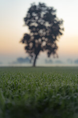 lonely tree in the field