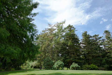 Berlin Botanical Garden: A rich collection of mature trees, diverse shrubs, and vibrant plants in a historic park setting