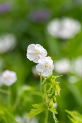 Close up of white dusky cranes bill (geranium phaeum) flowers in bloom