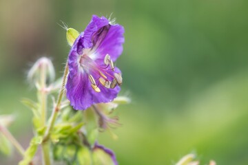 Close up of dusky cranes bill (geranium phaeum) flowers in bloom