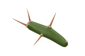 Green cactus stem with sharp thorns on transparent background