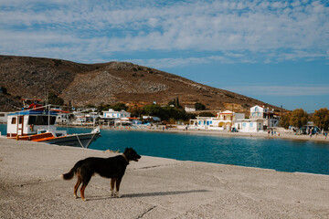 Stray Dog on a Greek Island