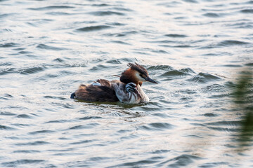 Fototapeta premium The water bird Great crested Grebe, Podiceps cristatus, swimming in the lake, and its cute babies riding on its back