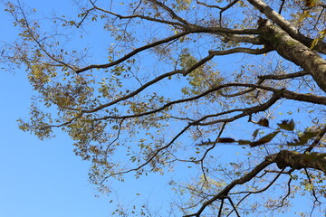 森の中で見上げる青空