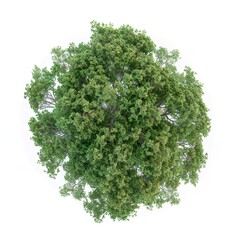 Obraz premium An aerial view of a single lush green deciduous tree isolated on a white background, with a architectural site plan render and high-resolution botanical 2D flat asset.