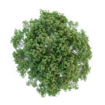 An aerial view of a single lush green deciduous tree isolated on a white background, with a architectural site plan render and high-resolution botanical 2D flat asset.