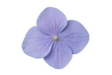 Purple hydrangea flower petal isolated on transparent background