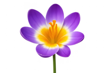 Purple crocus flower blooming and isolated on transparent background