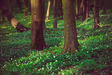 Flowering green forest with white flowers, spring nature background