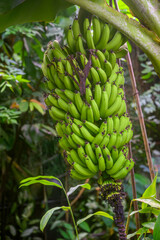 Un grand r&eacute;gime de bananes vertes poussant sur un plant dans un cadre tropical luxuriant