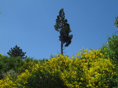 Pine Tree Growing with Yellow Flowers Blooming