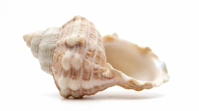 A single, beige and pale pink conch seashell rests, showcasing its intricate spiral structure in a clean, high-key studio shot isolated on a white background.
