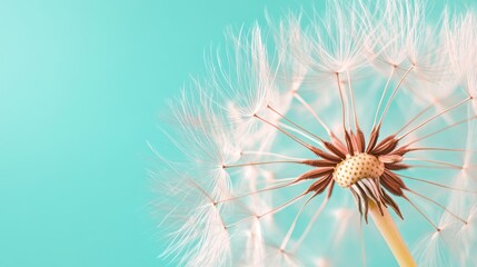 Dandelion Seed Head on Turquoise Background Macro Delicate White Fluffy