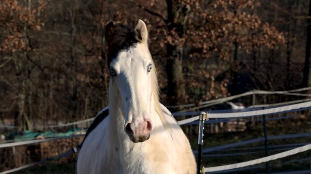 Young Paint Horse gelding and Haflinger mix mare in free run on winter pasture
