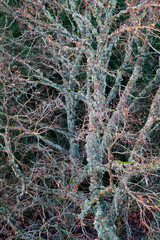 BRANCHES D'UN VIEIL ARBRE EN HIVER DANS L'EST DE LA FRANCE