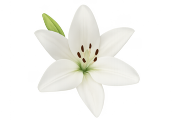 White lily flower blooming for purity and nature