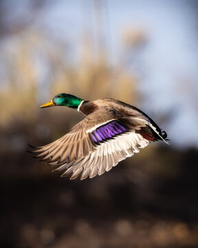Drake Mallard duck taking flight 