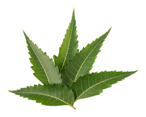 Fresh green neem leaves isolated on transparent background