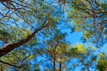 Obraz premium Curved pine tree trunk leaning into the frame with green canopy above against a vivid blue sky background in a summer forest