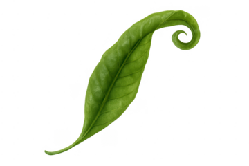 Green fresh leaf curling forming a spiral shape