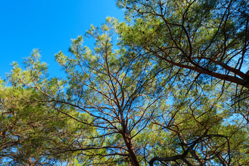 Obraz premium Detailed view of green pine needles and brown branches against a bright blue sky captured from below in a forest park