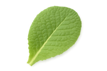 Obraz premium Green lettuce leaf for healthy fresh salad ingredient