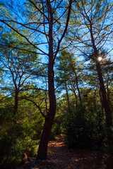 Fototapeta premium Vertical shot of a thin pine tree with sunlight flaring through its branches standing next to a forest path on a sunny afternoon