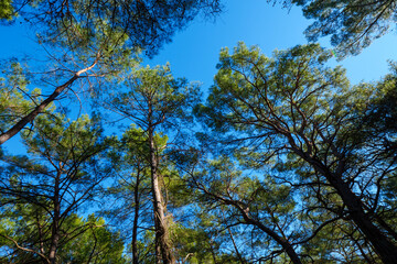 Obraz premium Sunlight gleaming through the green pine needles of tall trees against a blue sky creating a bright and energetic atmosphere in the woods