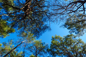 Fototapeta premium Looking up into the dense canopy of a pine forest with overlapping branches and needles filtering the sunlight on a bright day