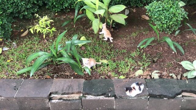 Funny kittens are playing and hiding in a garden.