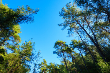 Looking through the gap in the forest trees towards the deep blue sky showing the contrast between the dark green shadows and the bright sunlight above
