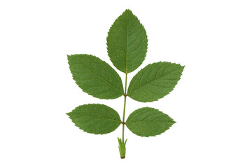 Fototapeta premium Green rose leaf with serrated edge on transparent background