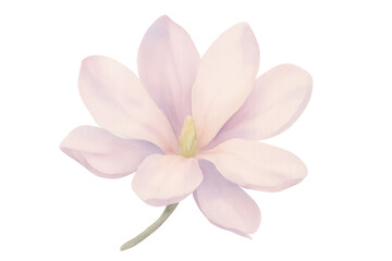 Watercolor magnolia flower blooming with delicate pink petals