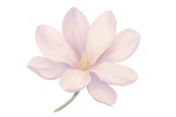 Watercolor magnolia flower blooming with delicate pink petals