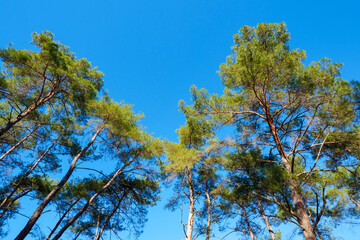 Obraz premium Two distinct groups of pine trees separated by a patch of blue sky creating a natural composition of balance and growth in the wilderness