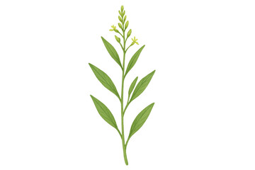 Obraz premium Mustard plant blooming, growing with green leaves