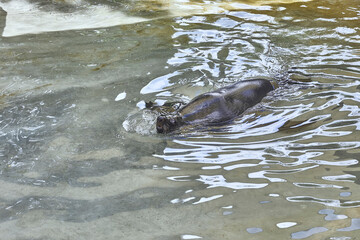 Old sea lion swimming in shallow water at the zoo.