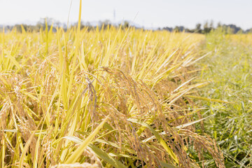 収穫期の稲穂　品種:雪若丸	
