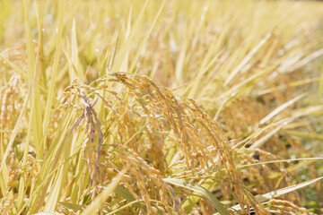 収穫期の稲穂　品種:雪若丸	