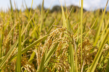 収穫期の稲穂　品種:雪若丸	