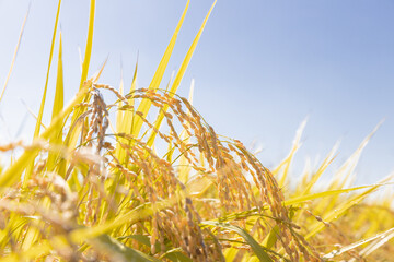 収穫期の稲穂　品種:雪若丸	