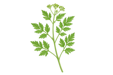 Fresh organic parsley plant with leaves and flowers
