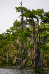 Fototapeta premium Atchafalaya Basin Louisiana cypress swamp with Spanish moss and reflections